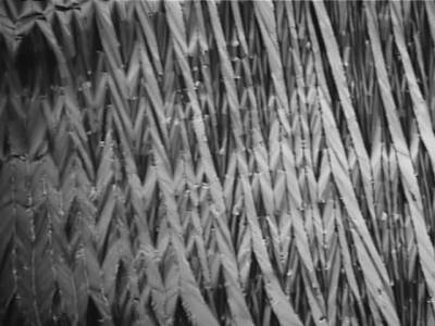 Stripes of dried Cromolyn film